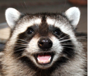 Coon