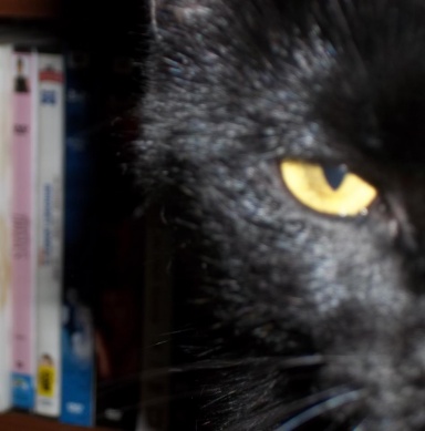 EvilBlackCat