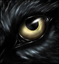 Lawd Of Wolves