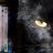 EvilBlackCat