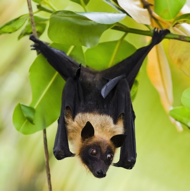 fruit_bat_picture_624.jpg